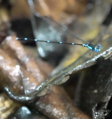 Risiocnemis serrata