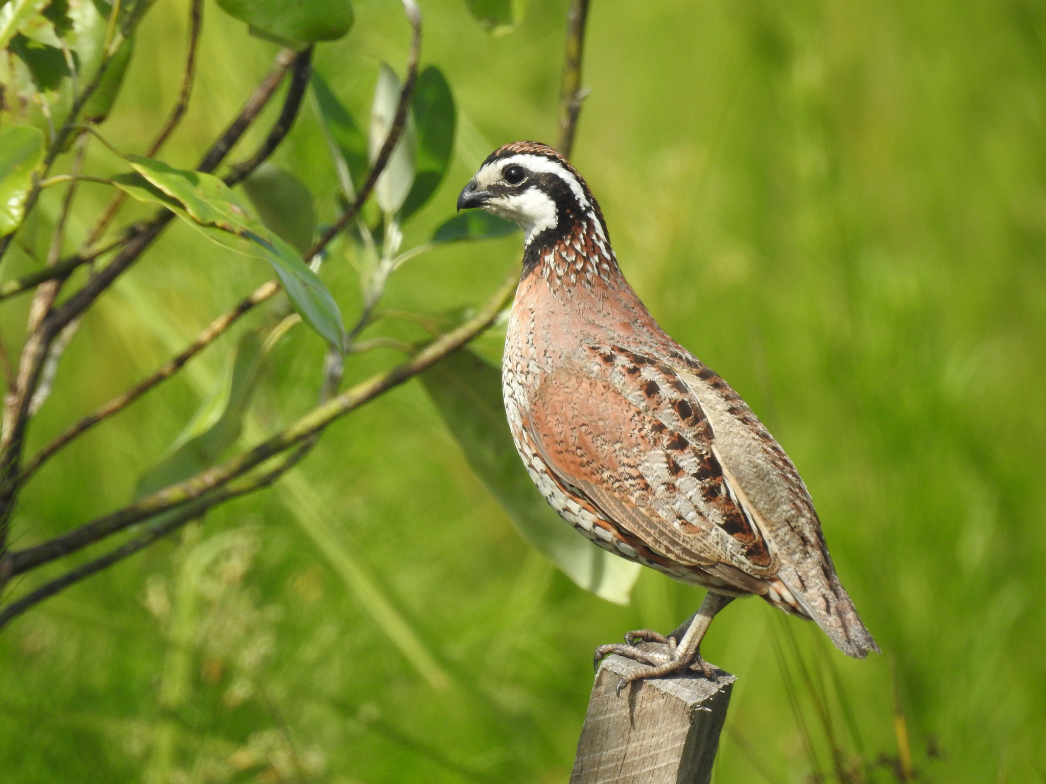 Northern Bobwhite (Colinus virginianus)