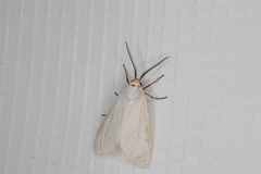 Pygarctia roseicapitis