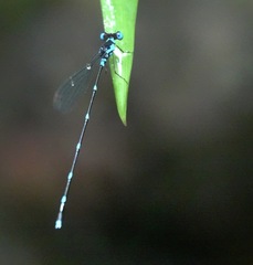 Risiocnemis serrata
