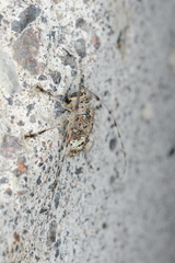 Atrypanius conspersus