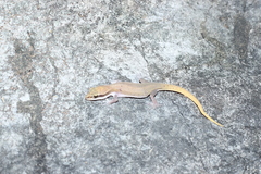 Dixonius melanostictus