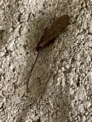 Glyphopsyche irrorata