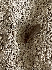 Glyphopsyche irrorata