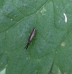 Heterotoma planicornis