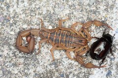 Centruroides elegans