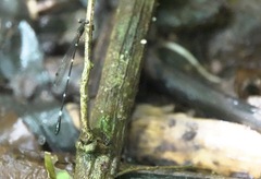 Drepanosticta acuta