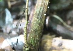 Drepanosticta acuta
