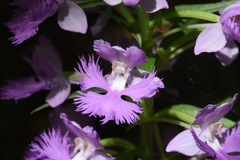 Platanthera grandiflora