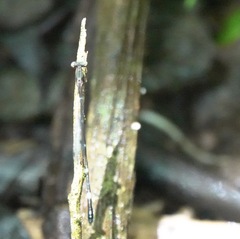 Drepanosticta acuta