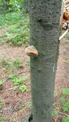 Fomitiporia hartigii