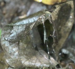 Drepanosticta acuta