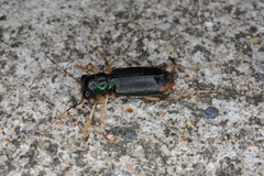 Tetracha impressa