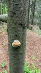 Fomitiporia hartigii