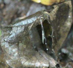 Drepanosticta acuta