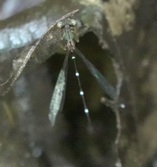 Drepanosticta acuta