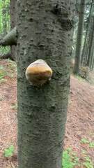 Fomitiporia hartigii