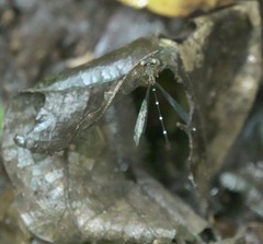 Drepanosticta acuta