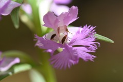 Platanthera grandiflora