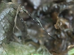 Drepanosticta acuta