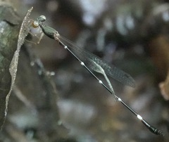 Drepanosticta acuta