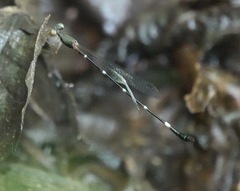 Drepanosticta acuta