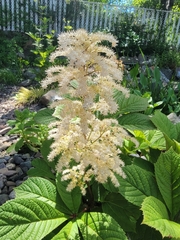 Rodgersia