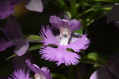 Platanthera grandiflora