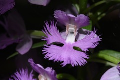 Platanthera grandiflora