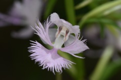 Platanthera grandiflora