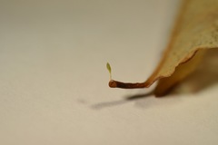 Platanthera grandiflora