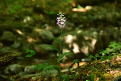 Platanthera grandiflora