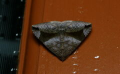 Bastilla amygdalis