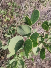 Senegalia reniformis