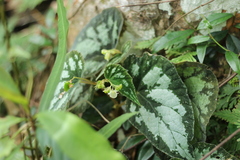 Begonia integrifolia