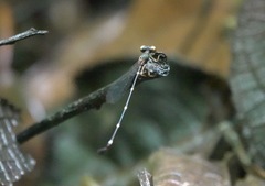 Drepanosticta acuta