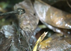 Drepanosticta acuta
