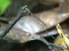 Drepanosticta acuta