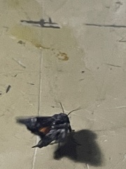 Copanarta aurea