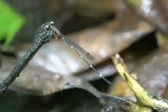 Drepanosticta acuta