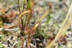 Drosera linearis