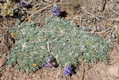 Lupinus breweri grandiflorus