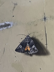 Copanarta aurea