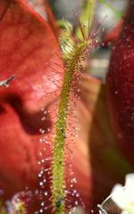 Drosera linearis