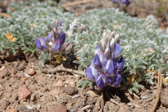 Lupinus breweri grandiflorus