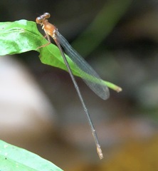 Igneocnemis haematopus