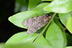 Eucereon erythrolepsis