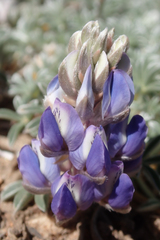 Lupinus breweri grandiflorus