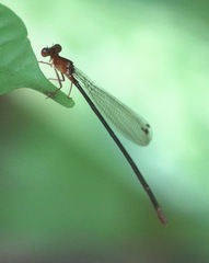 Igneocnemis haematopus