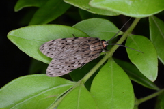 Eucereon erythrolepsis